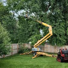 Best Tree Risk Assessment  in Clovis, NM